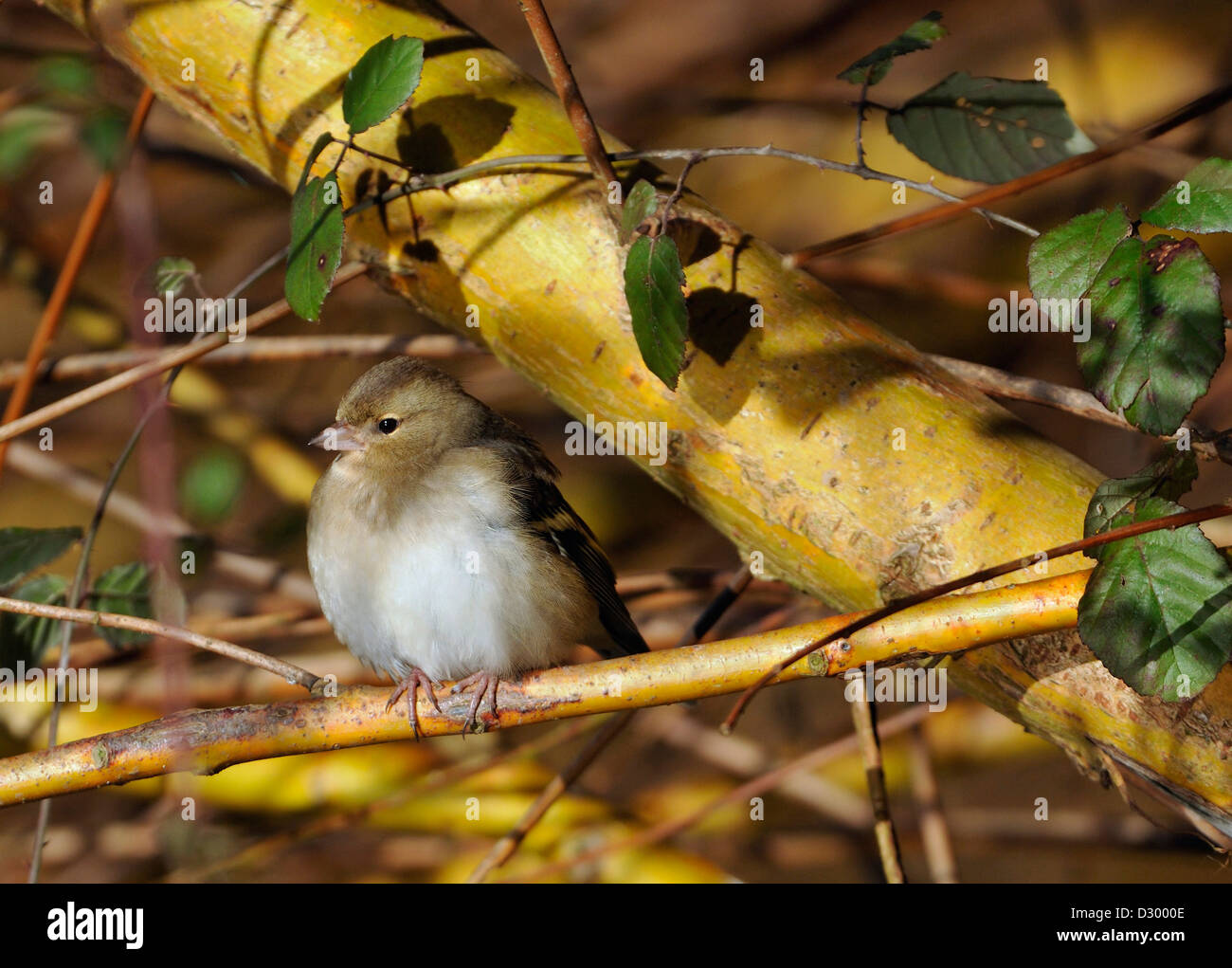 - Fringilla coelebs Chaffinch femelle à willow tree avec Ronces Banque D'Images