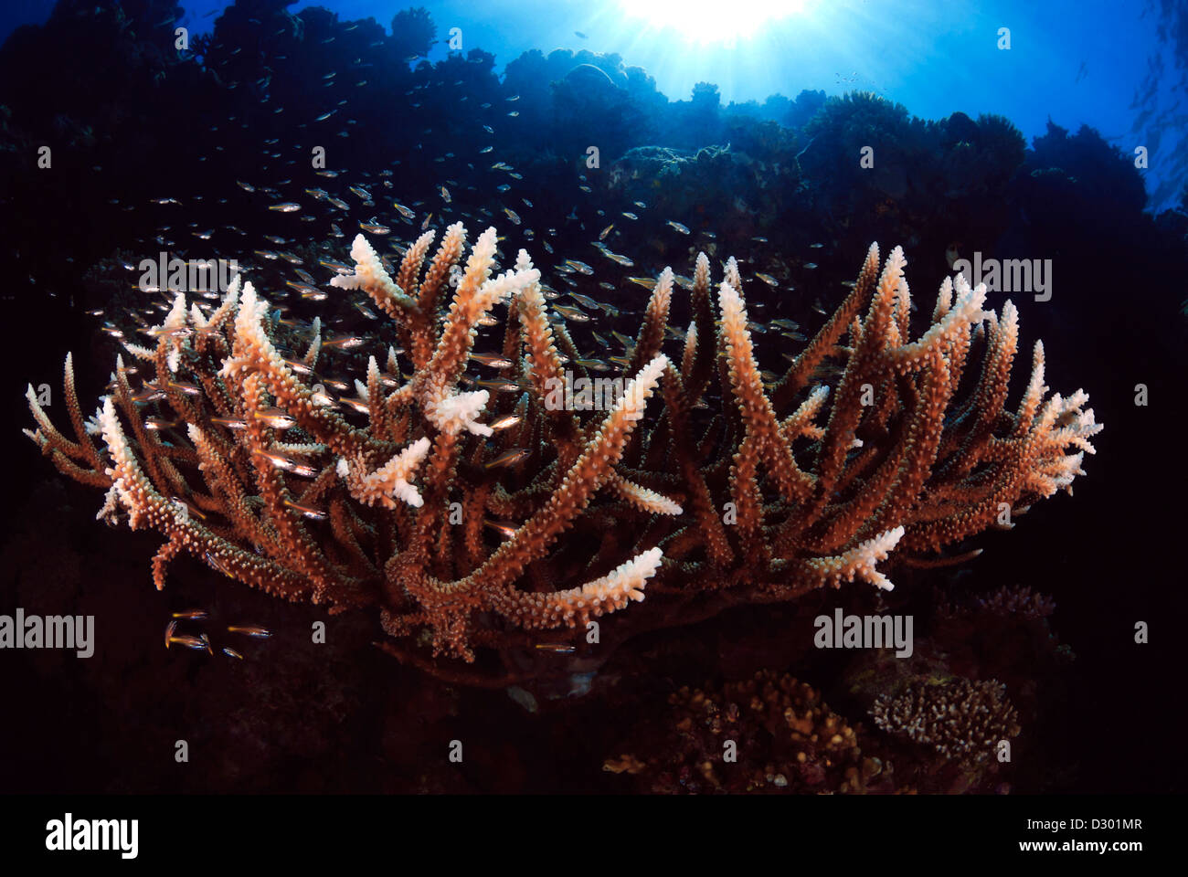 Corail Acropora Staghorn formosa avec poissons de récif, Grande Barrière de Corail, Mer de Corail, l'océan Pacifique, Queensland, Australie Banque D'Images