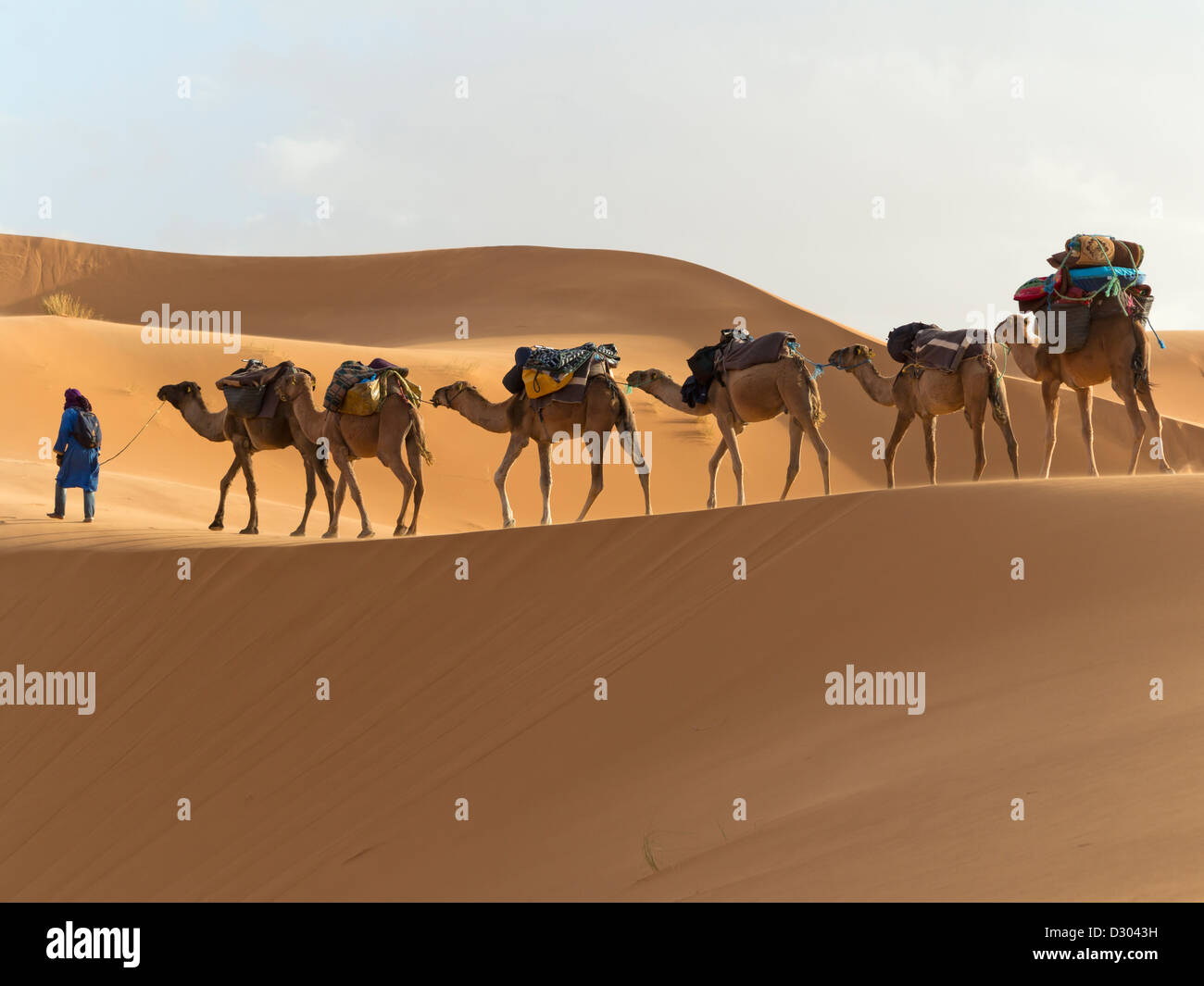 Randonnée chamelière dans le désert à l'Erg Chebbi dunes près de Merzouga, Maroc, Afrique du Nord Banque D'Images