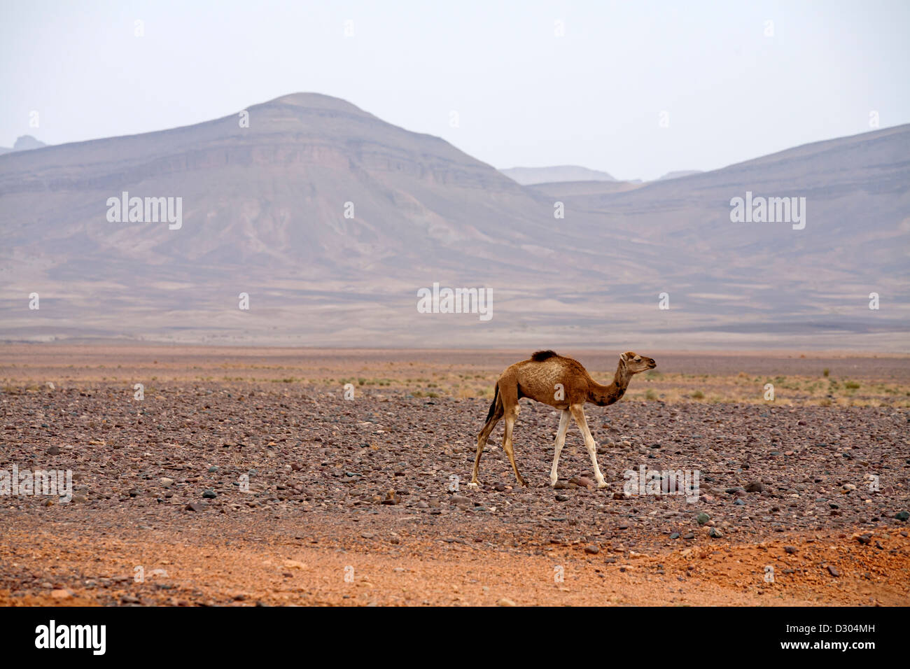 Passage de chameaux la plaine près de Jebel Ougnat près d'ALNIF, Maroc, Afrique du Nord Banque D'Images