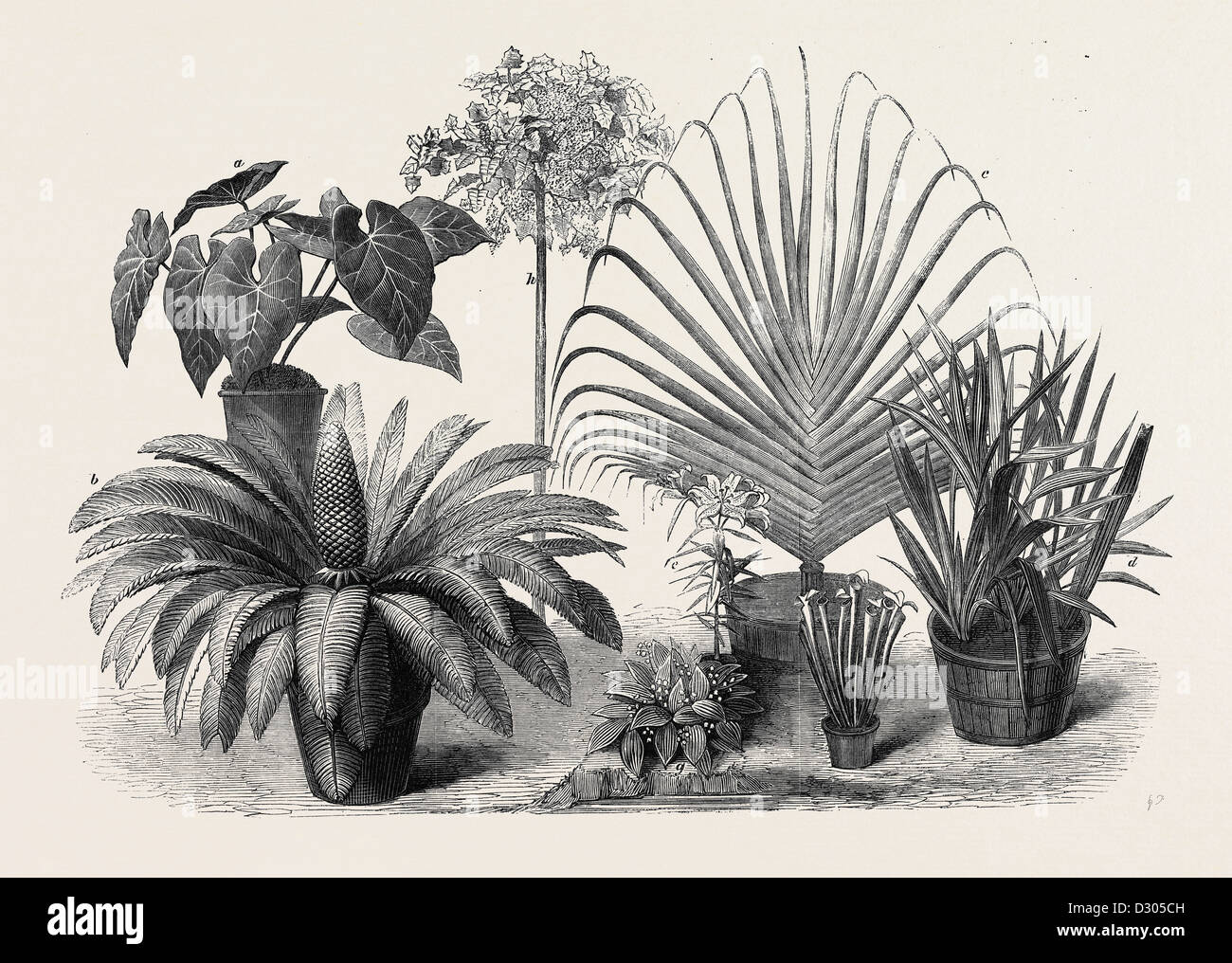 Groupe de plantes rares à la fin de l'exposition horticole internationale SOUTH KENSINGTON LONDON UK 1866 Banque D'Images