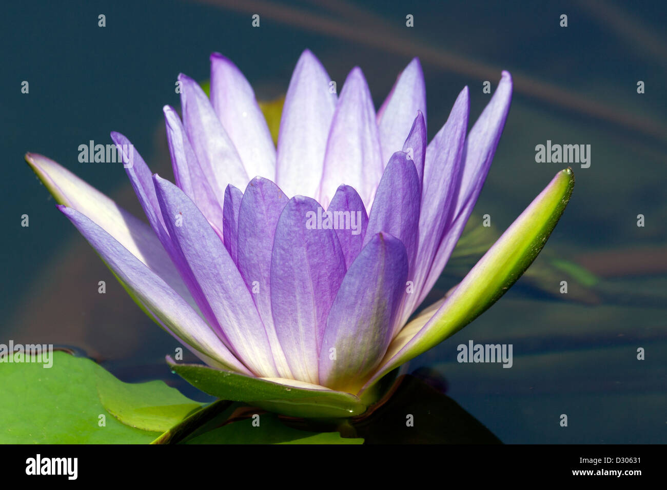 Violet-bleu Giant water lily Banque D'Images