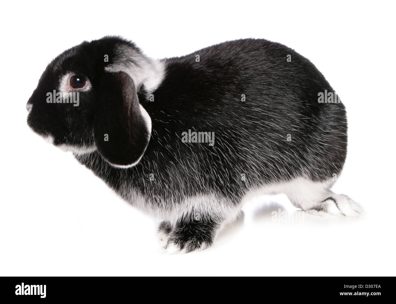 Silver Fox studio noir lapin découpe Banque D'Images