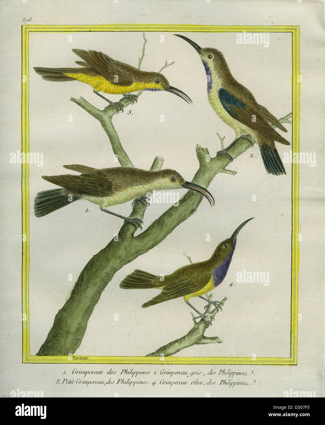 Tree creeper, Bruant Brown : "Histoire naturelle des oiseaux, poissons, insectes et reptiles' coloré et gravée par François-Nicolas Banque D'Images