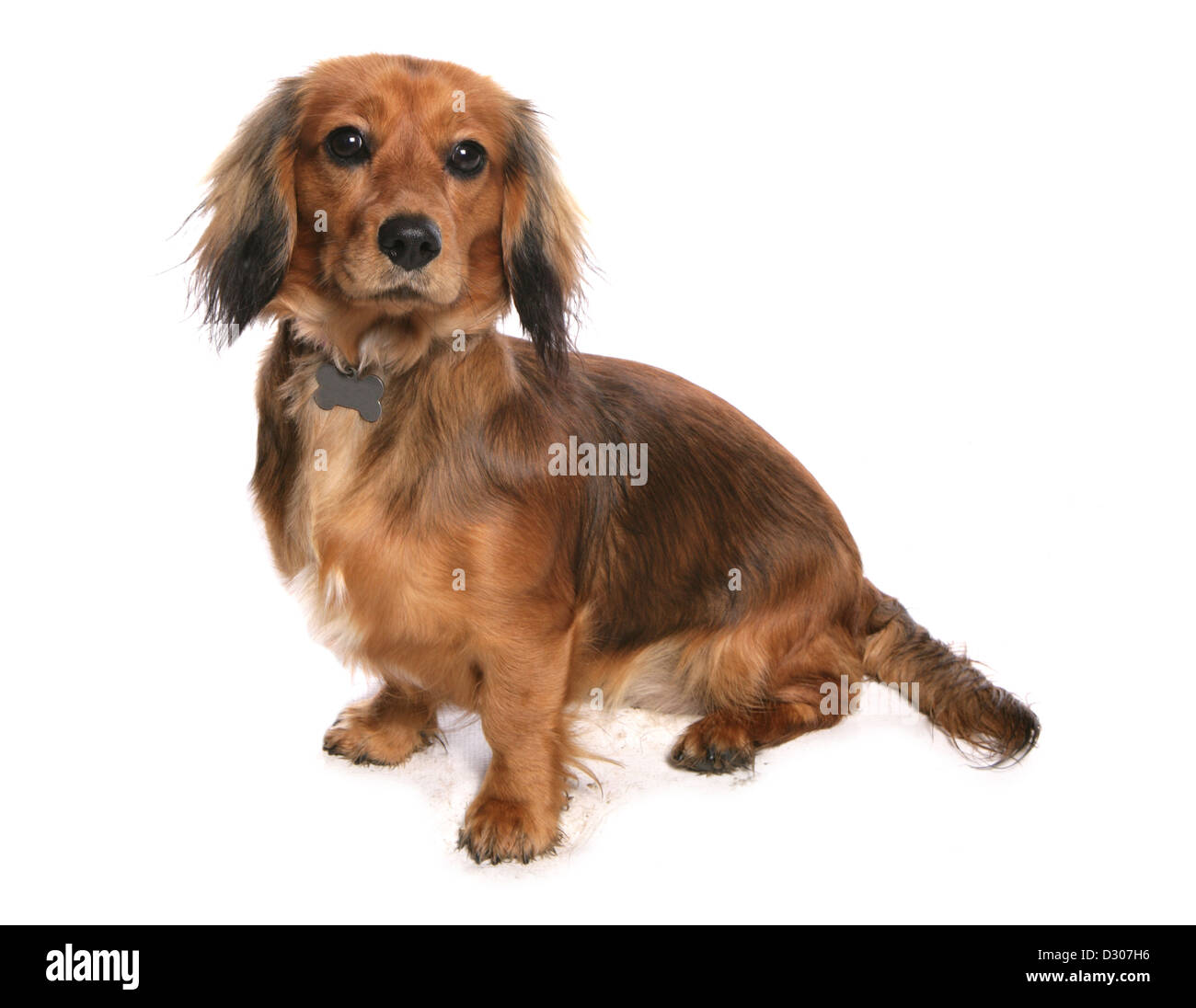 Mini Dachshund dog sitting silhouette studio Banque D'Images