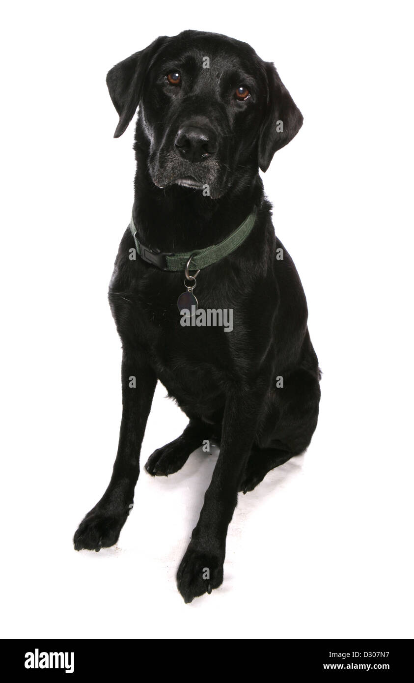 Labrador Retriever dog silhouette studio Banque D'Images