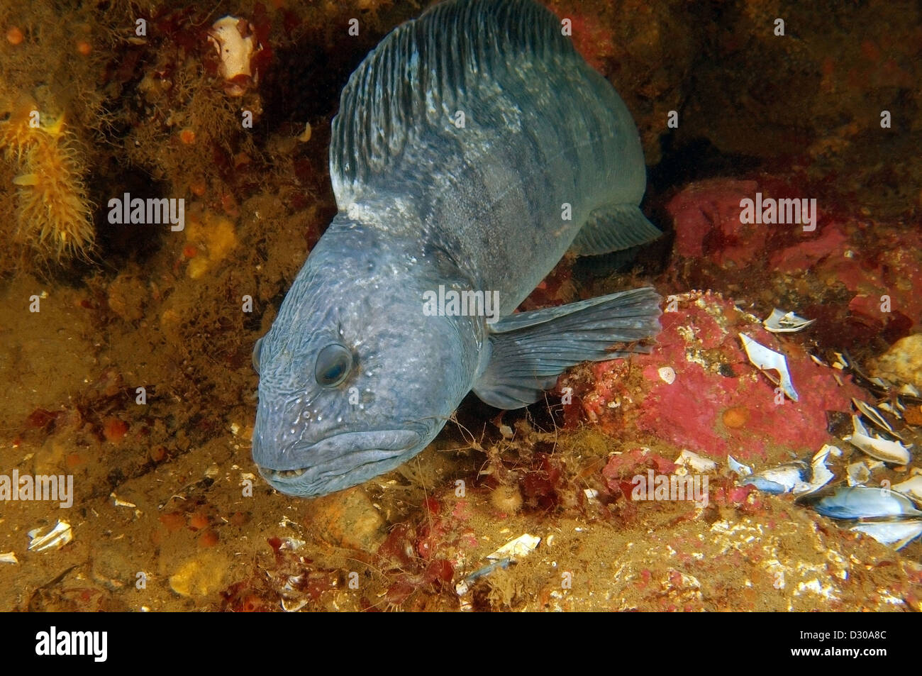 Loup atlantique, Atlantic catfish, seawolf, ocean poisson-chat, devil fish, du loup ou de l'anguille poisson-chat (Anarhichas lupus) Banque D'Images