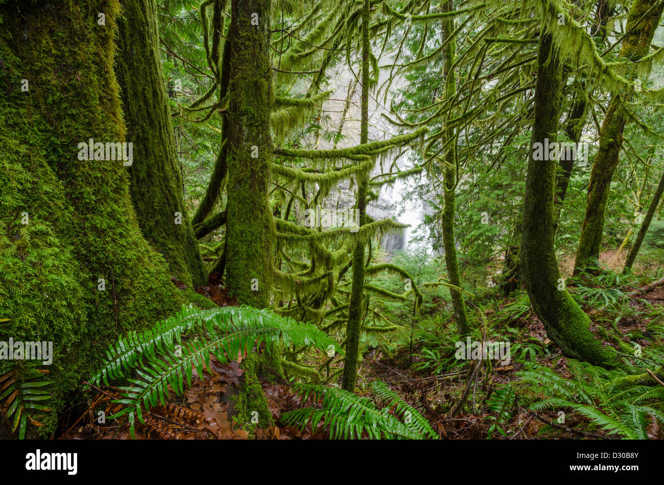 Parc provincial d'Elk Falls, près de Campbell River, Colombie-Britannique, Canada Banque D'Images