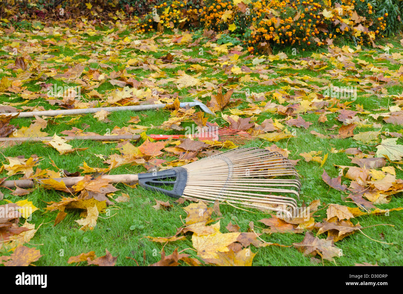 Divers outils de coupe se situent sur prairie automne sol recouvert de beaucoup de feuilles colorées dans le jardin. Banque D'Images