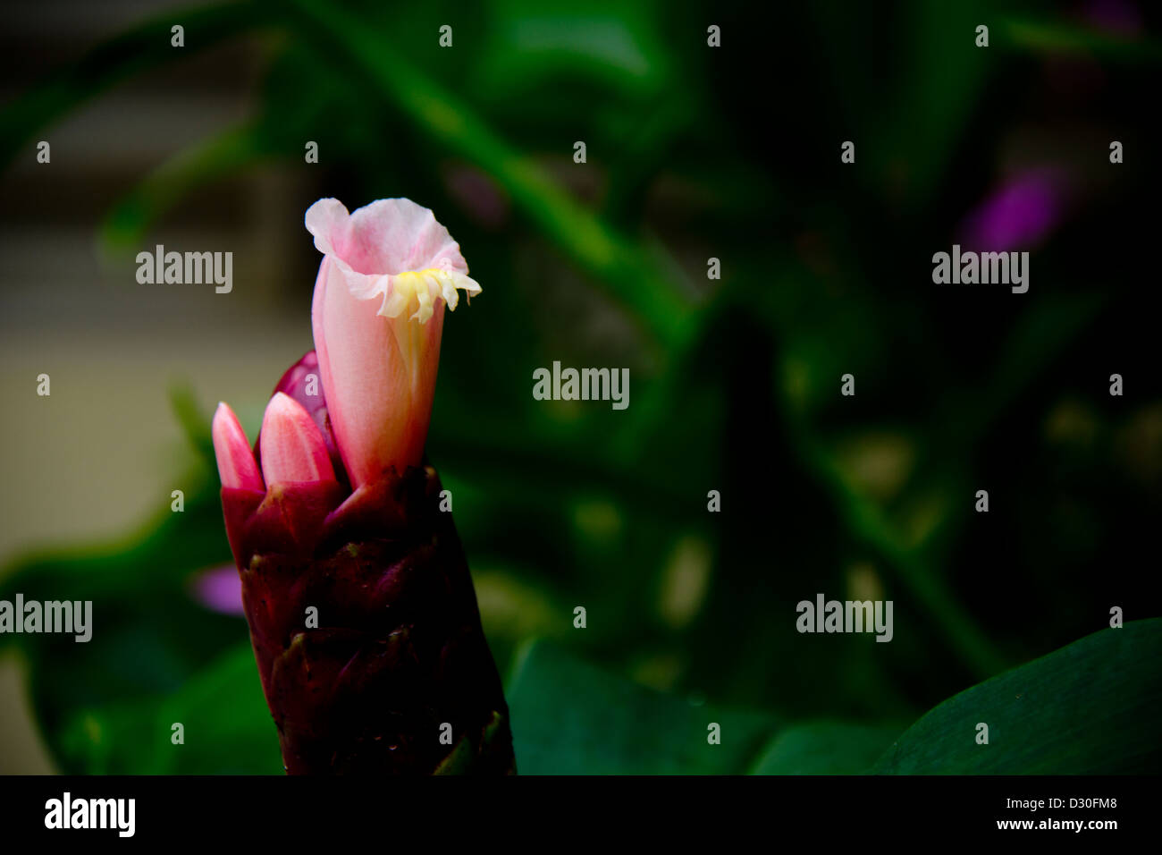 Photo d'un bourgeon de belladonna. La fleur est également connu comme une plante vénéneuse. Banque D'Images