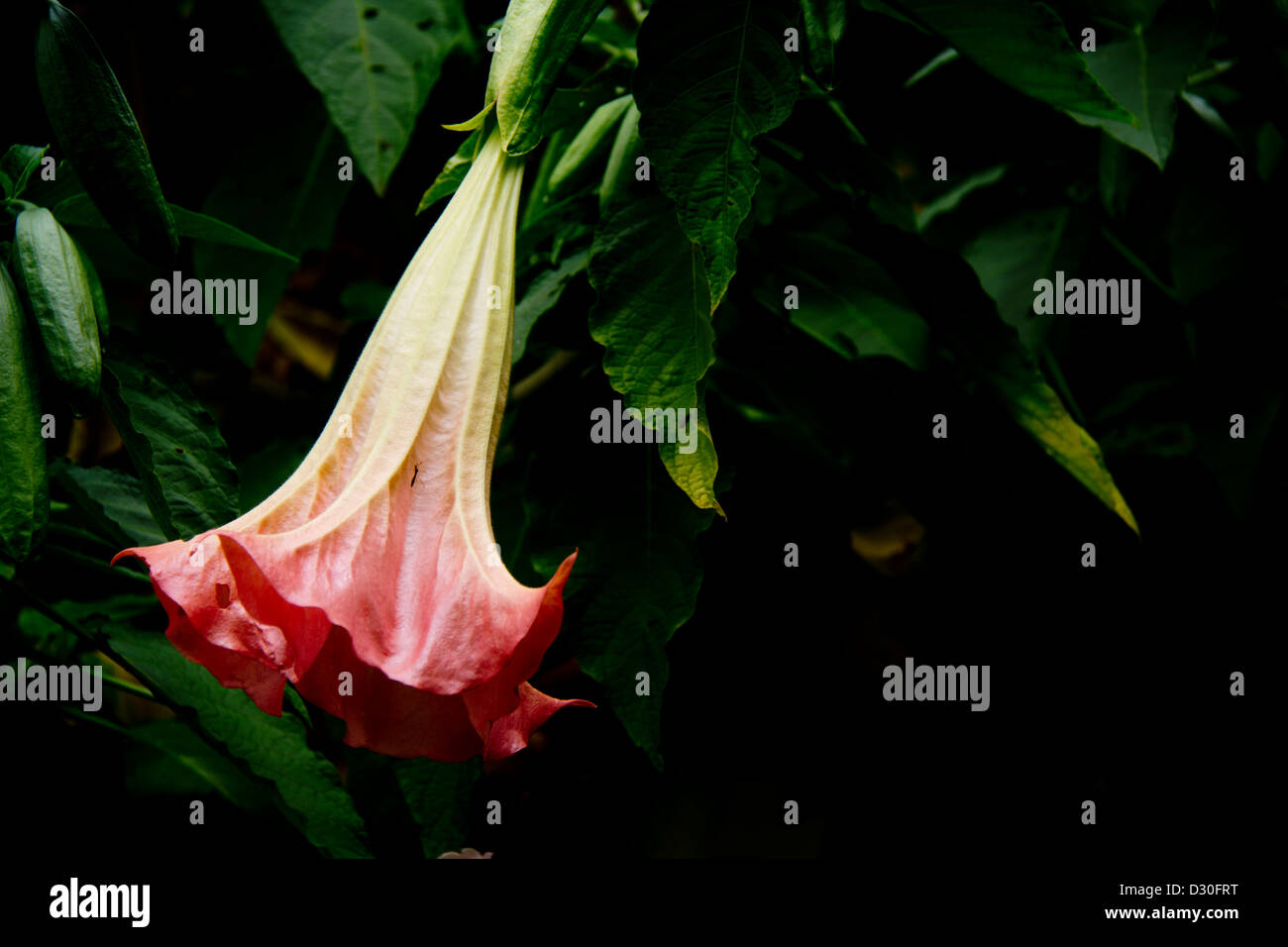 Photo d'un belladonna. La fleur est également connu comme une plante vénéneuse. Banque D'Images