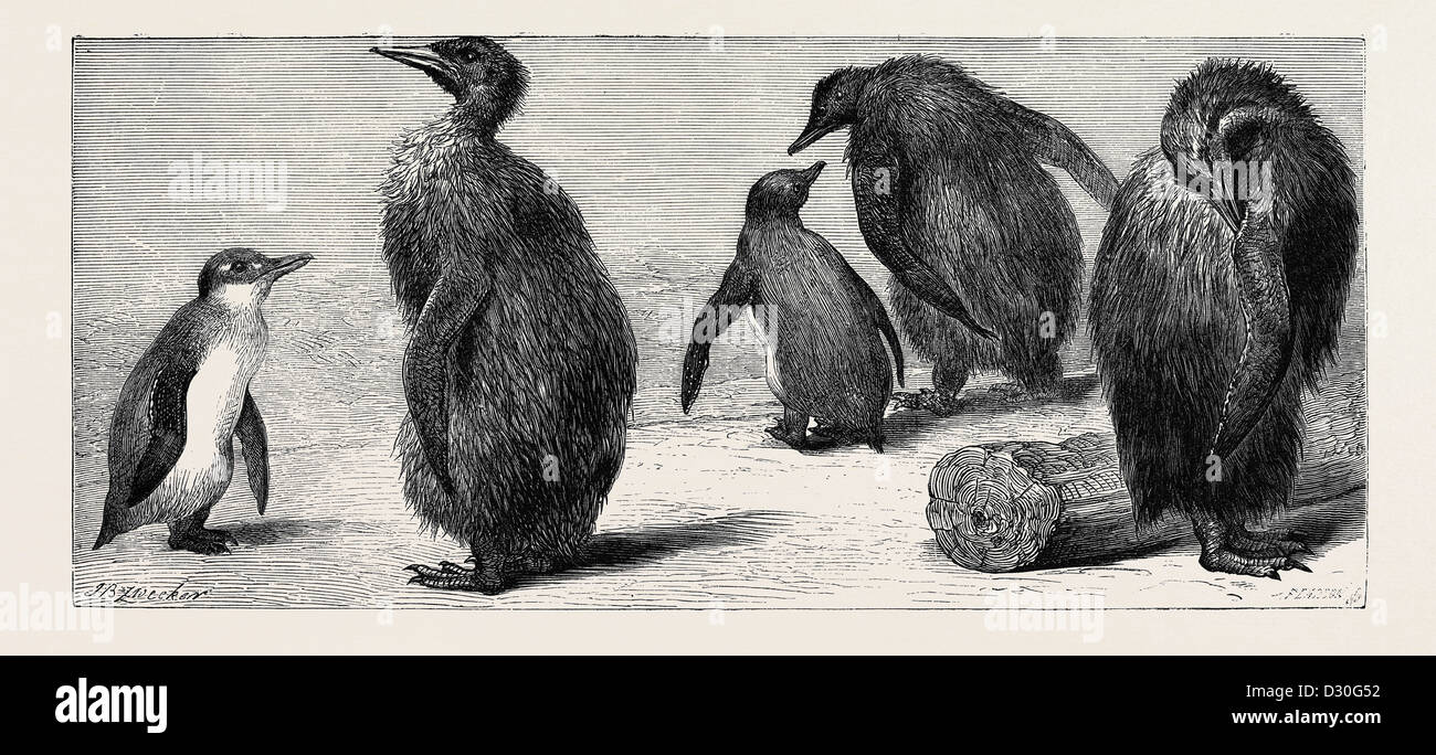 Le manchot royal, à la Zoological Gardens, Londres Banque D'Images