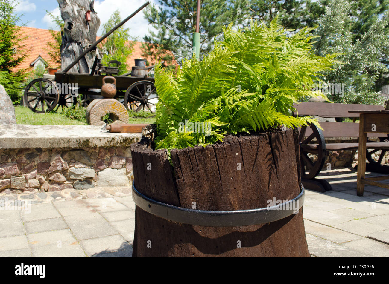 Fern poussent dans les régions rurales et d'autres pots de fleurs décorations rétro en outils de jardin parc. Banque D'Images