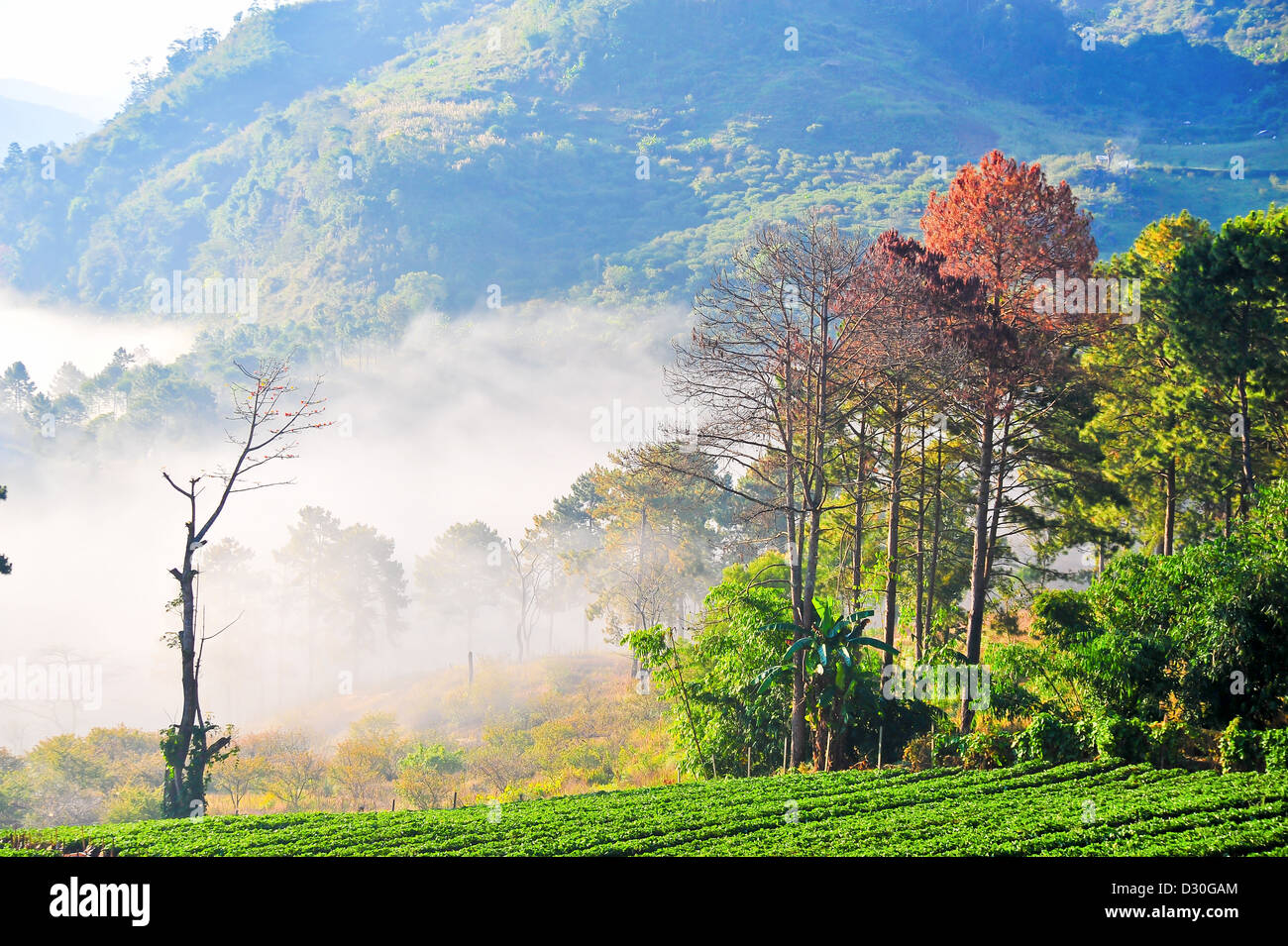 Plantation de fraises à la montagne doi angkhang, Chiangmai : Thaïlande Banque D'Images