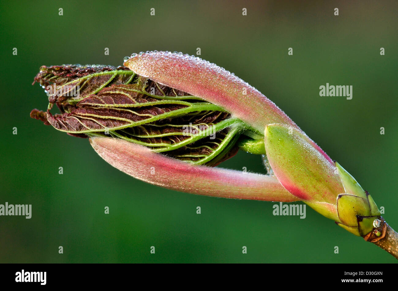 Une feuille de platane qui sortent de l'oeuf Banque D'Images