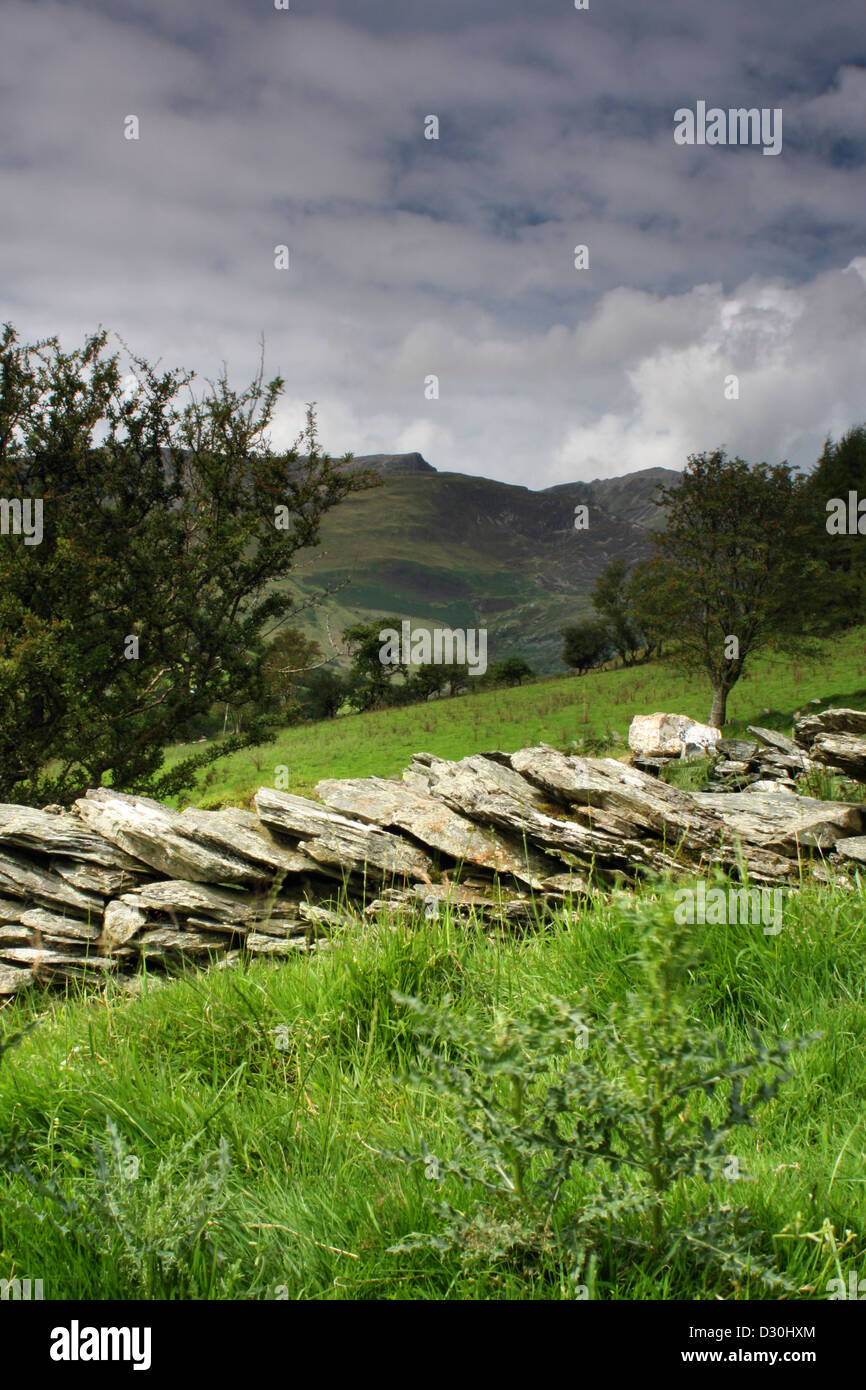 Cadir Idris mountain à partir d'un champ au-dessus du village de Corris Mid Wales Banque D'Images