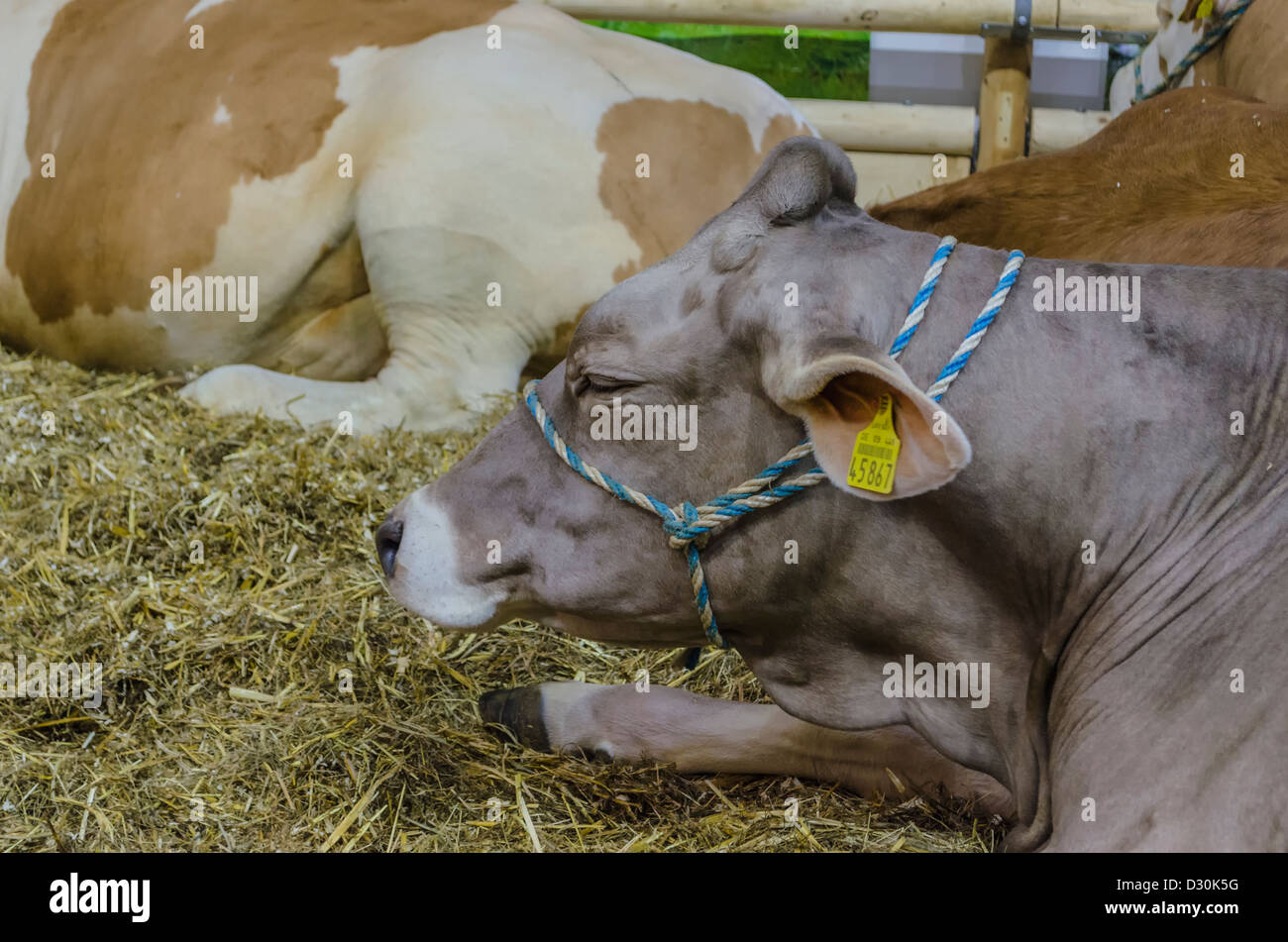 Bovins sur l'affichage à "Semaine verte' à Berlin, Allemagne Banque D'Images