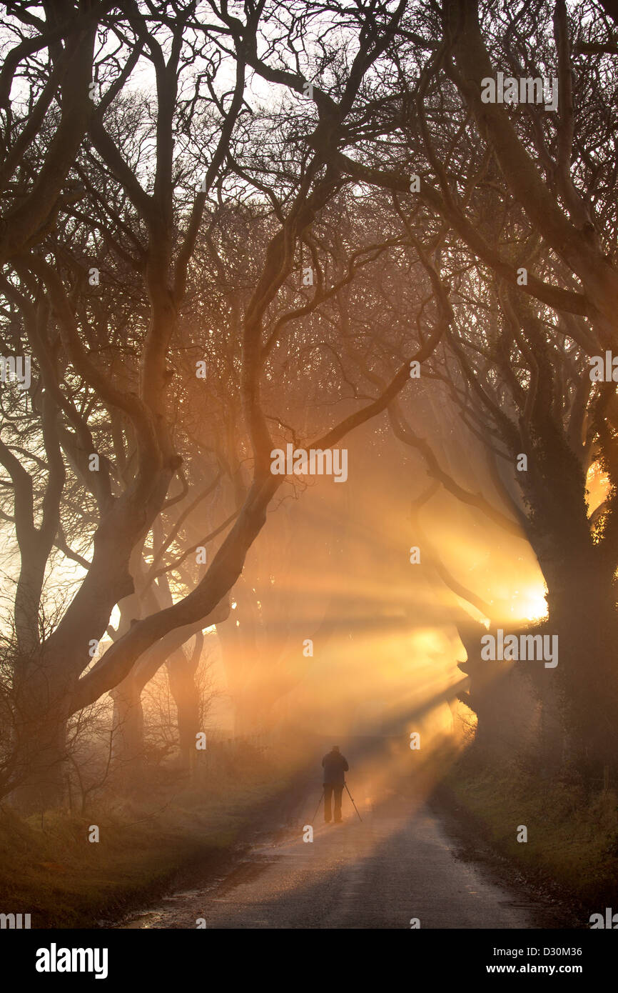 La lumière du matin s'allumer l'arbre de l'avenue est connu sous le nom de the Dark Hedges en Irlande du Nord. Banque D'Images