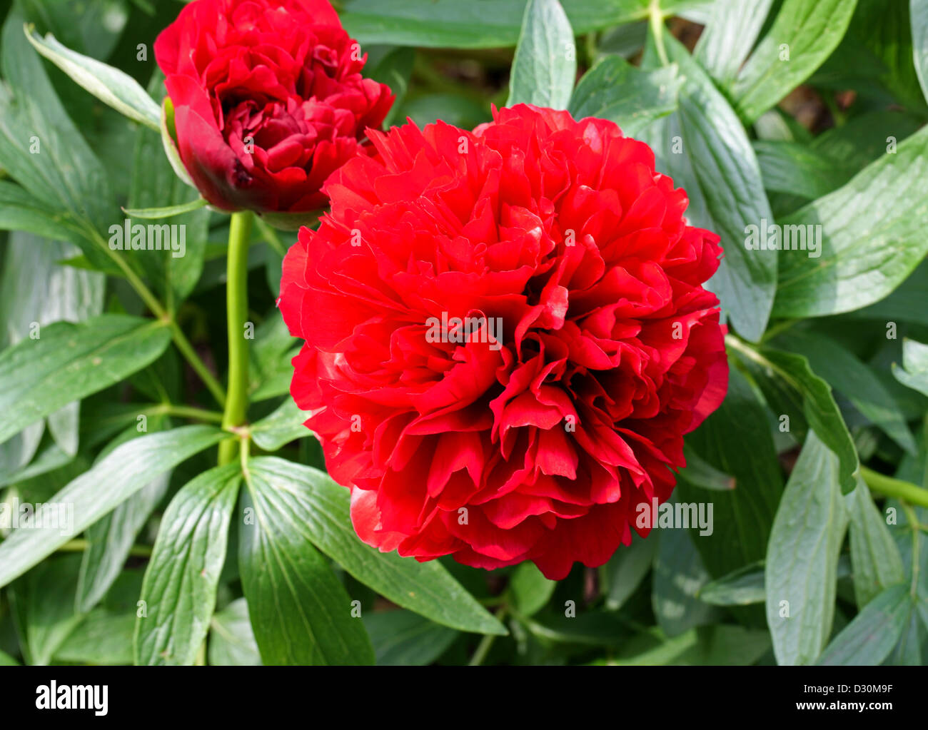 La pivoine ou la pivoine commune européenne, Paeonia officinalis var. rubra, vivaces. Banque D'Images