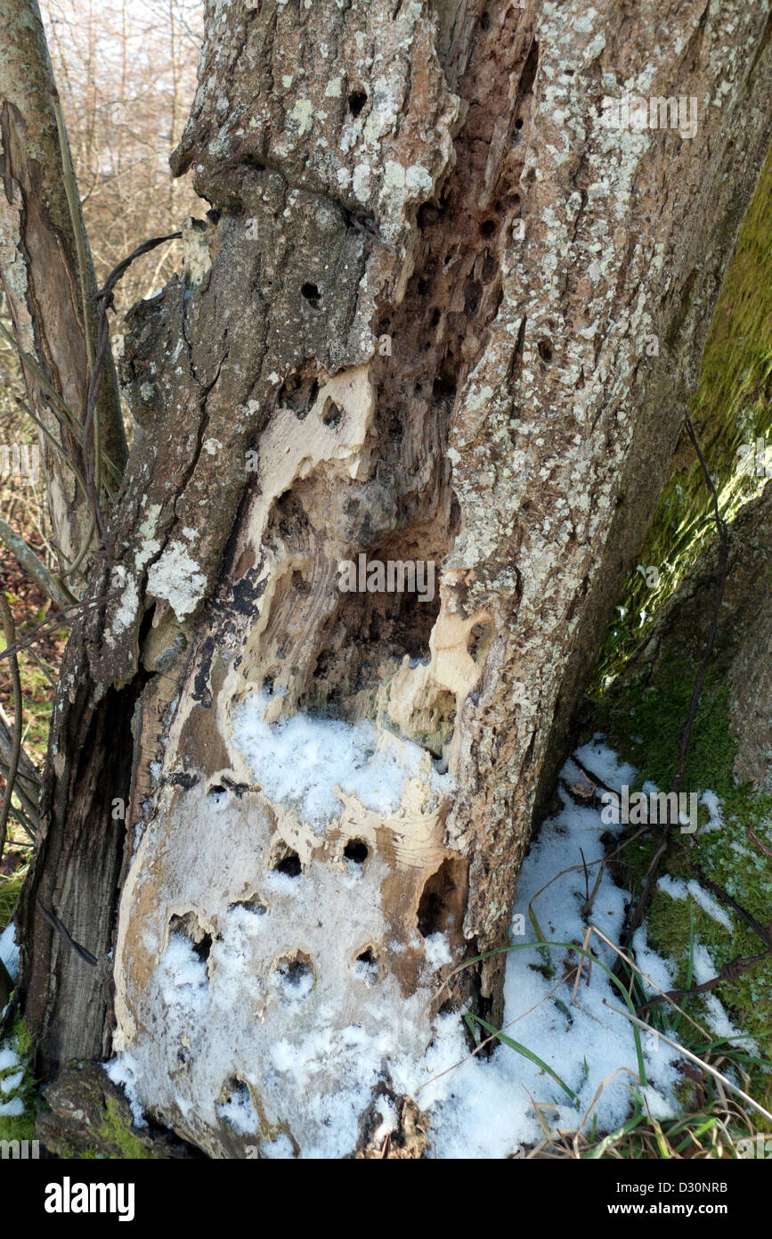 Frêne malades avec le bois pourri Wales UK Banque D'Images