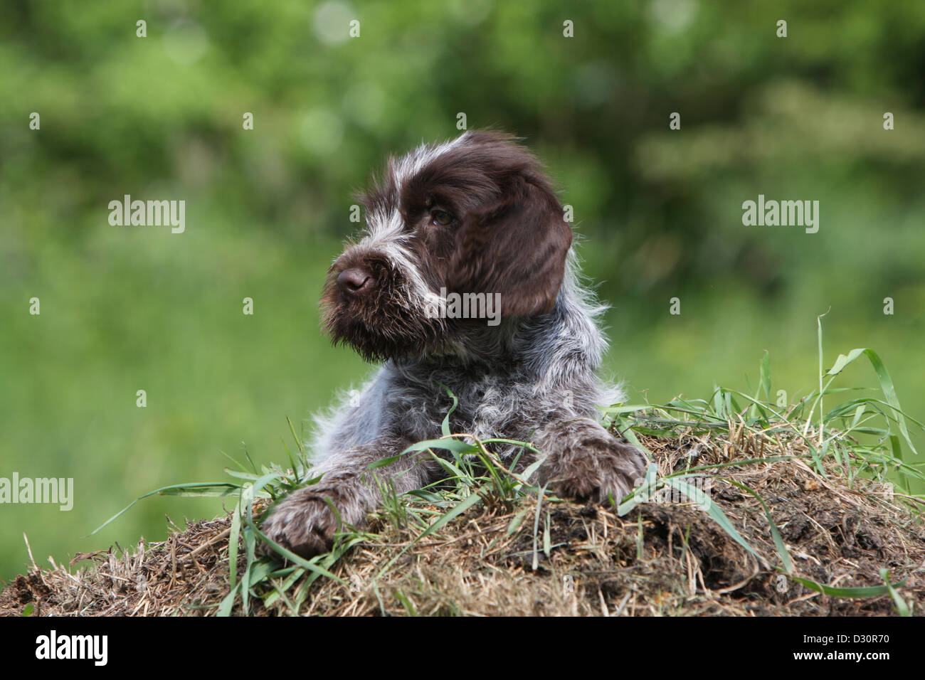 Griffon Korthal Chien Chiot Griffon Korthals Allonge Sur Le Sol Photo Stock Alamy Griffon Korthal Chien Chiot Griffon Korthals Allonge Sur Le Sol Photo Stock Alamy