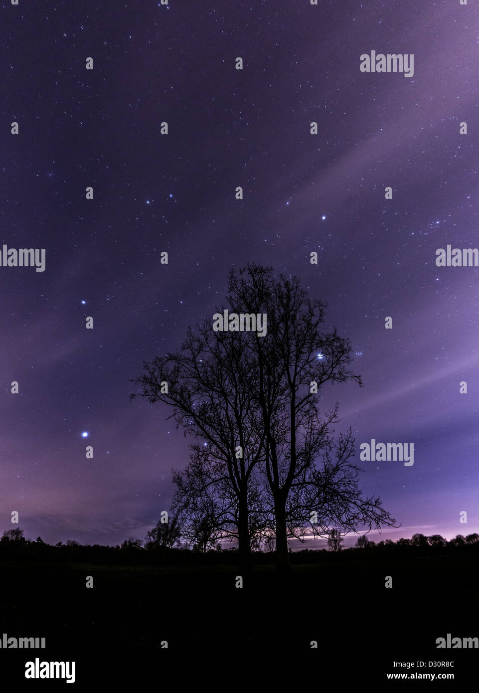 La silhouette des arbres contre un ciel rempli star, Warwickshire, England, UK Banque D'Images