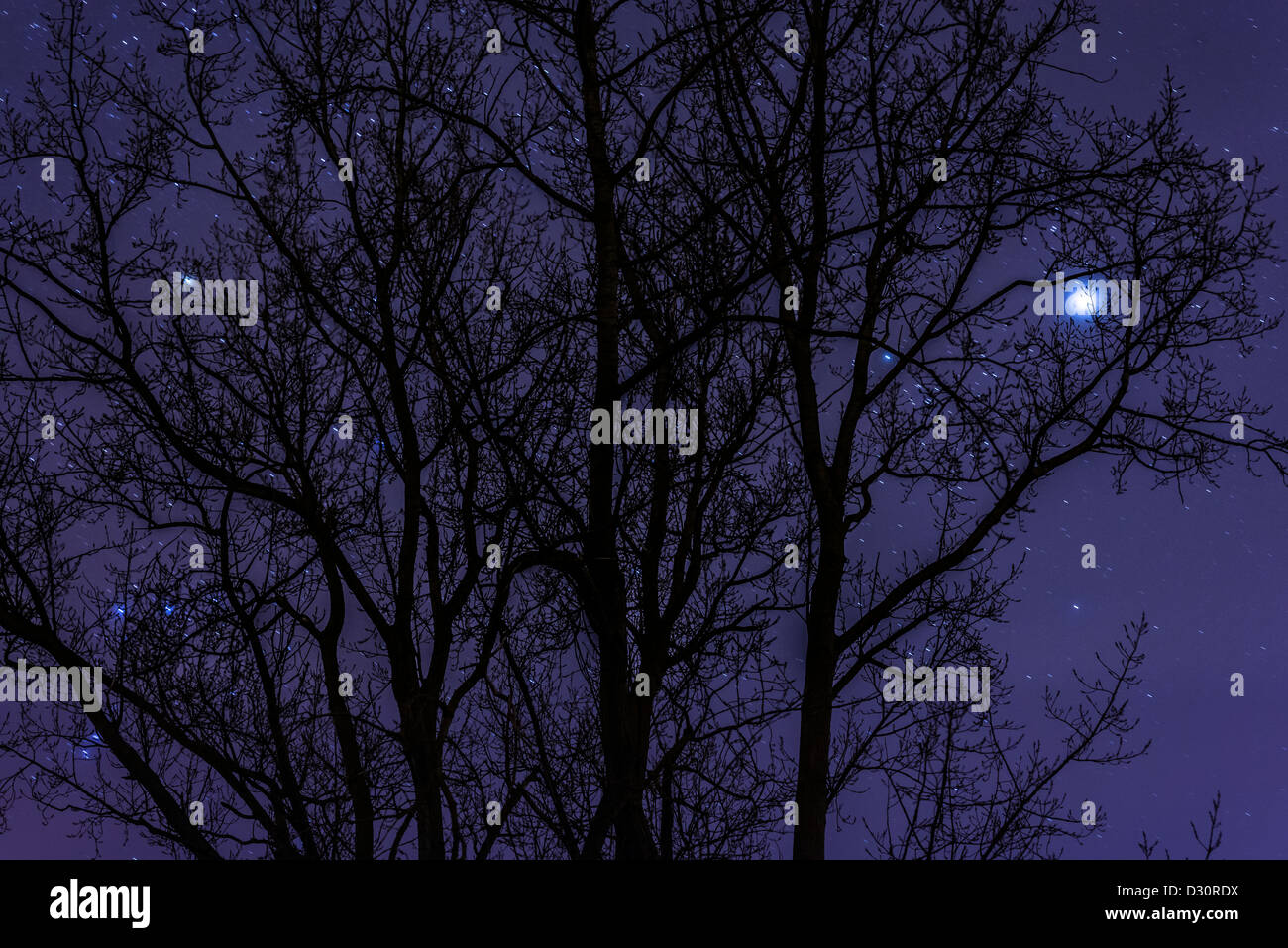 Arbre silhouette contre un ciel rempli star, Warwickshire, England, UK Banque D'Images