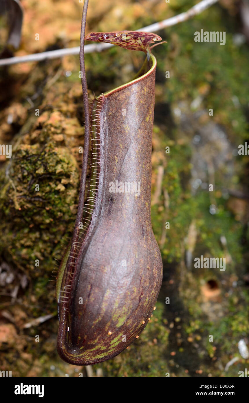 La sarracénie pourpre (Nepenthes sp.). Sarawak, Bornéo, Malaisie. Banque D'Images