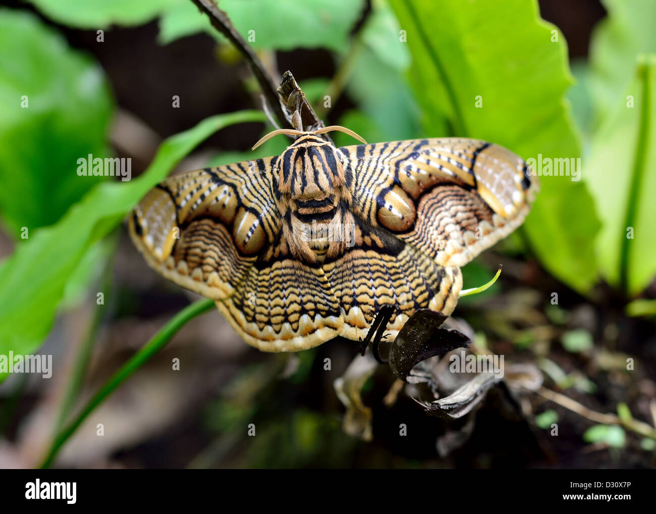 Brahmaea hearseyi (une espèce) avec motif fantaisie. Sarawak, Bornéo, Malaisie. Banque D'Images