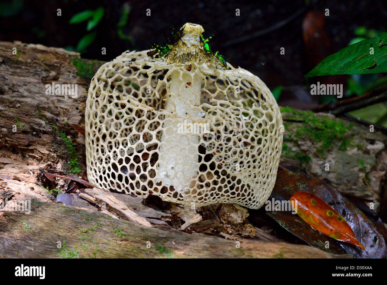 Rassemblement sur un Vailed Bugs champignons Dame (phallus indusiatus) en forêt tropicale. Sarawak, Bornéo, Malaisie. Banque D'Images