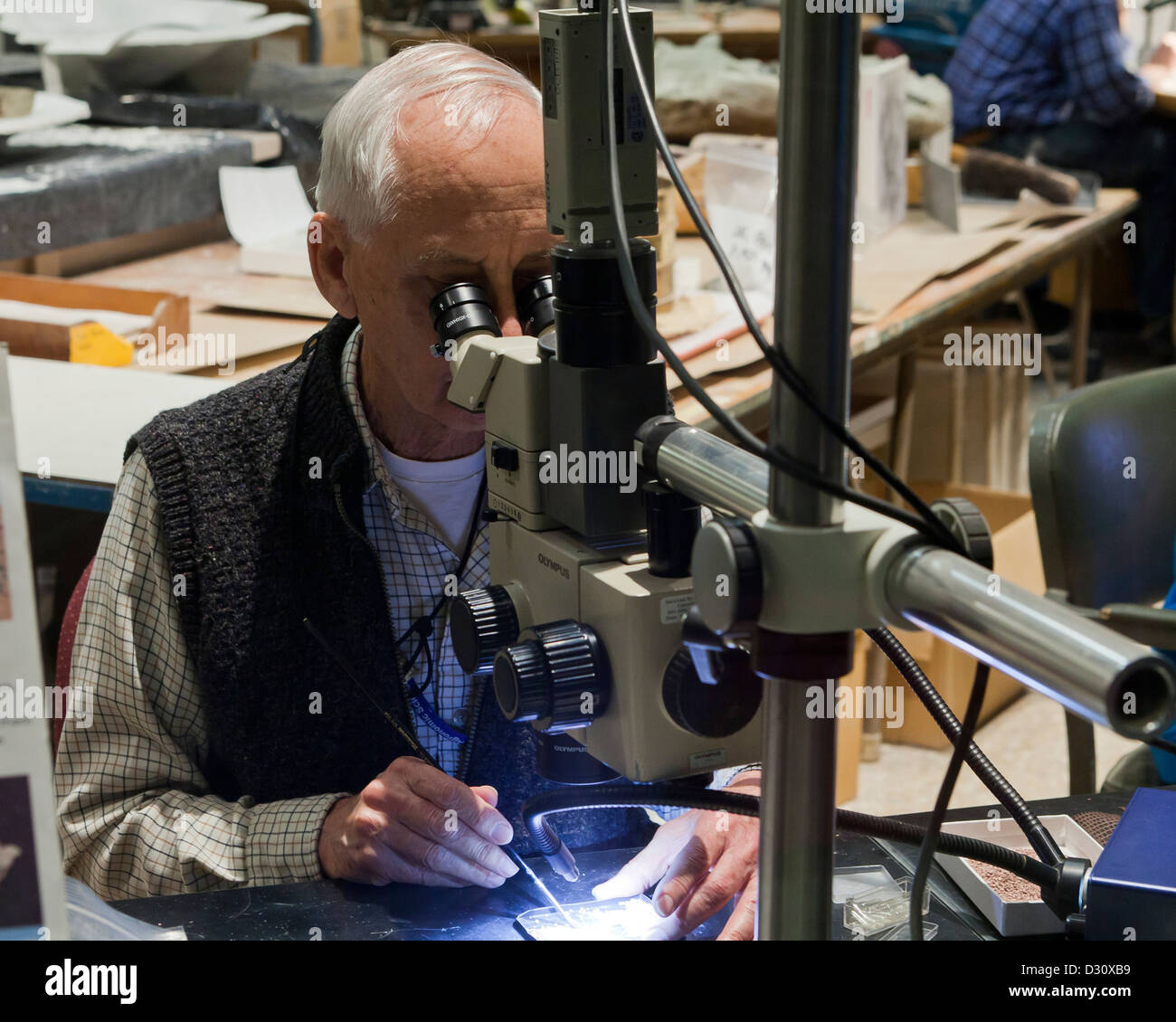 Homme mature à la recherche dans l'oculaire du microscope - USA Banque D'Images