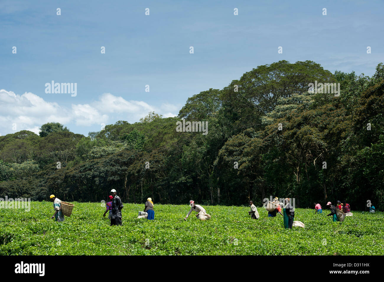 Les cueilleurs de thé à l'extérieur de la réserve nationale de la forêt de Kakamega, Kenya Banque D'Images