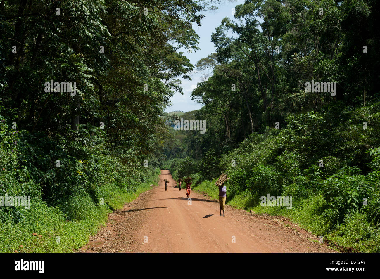 Les gens transportant du bois sur la route qui traverse la forêt de Kakamega National Reserve, Kenya Banque D'Images