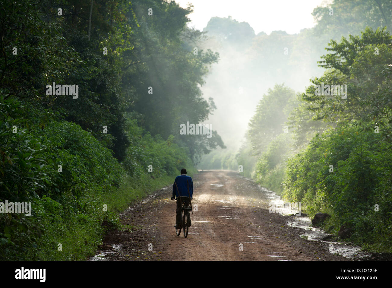 Cycliste de brume matinale sur la route qui traverse la forêt de Kakamega National Reserve, Kenya Banque D'Images