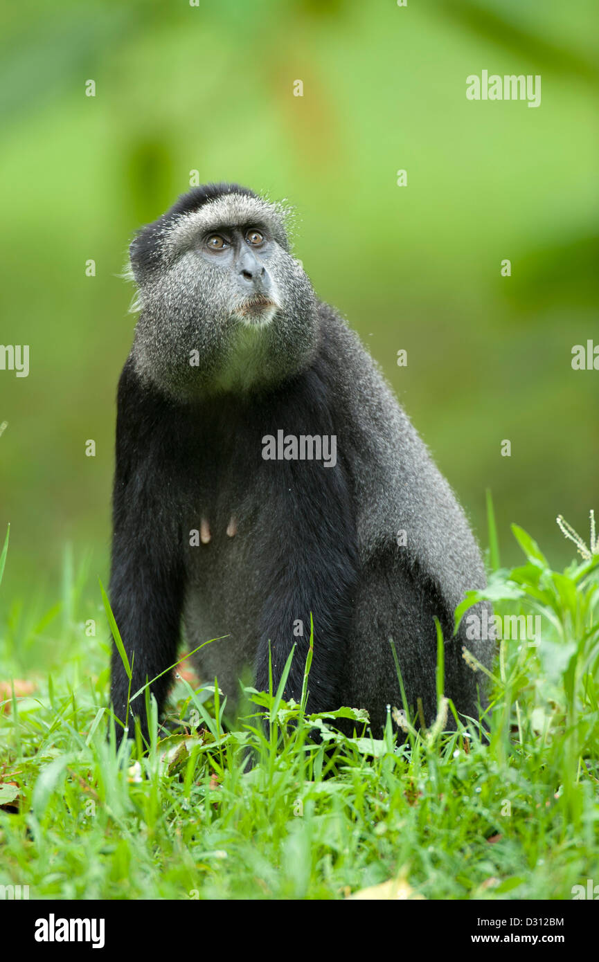 Singe bleu (Cercopithecus mitis), Kakamega Forest National Reserve, Kenya Banque D'Images