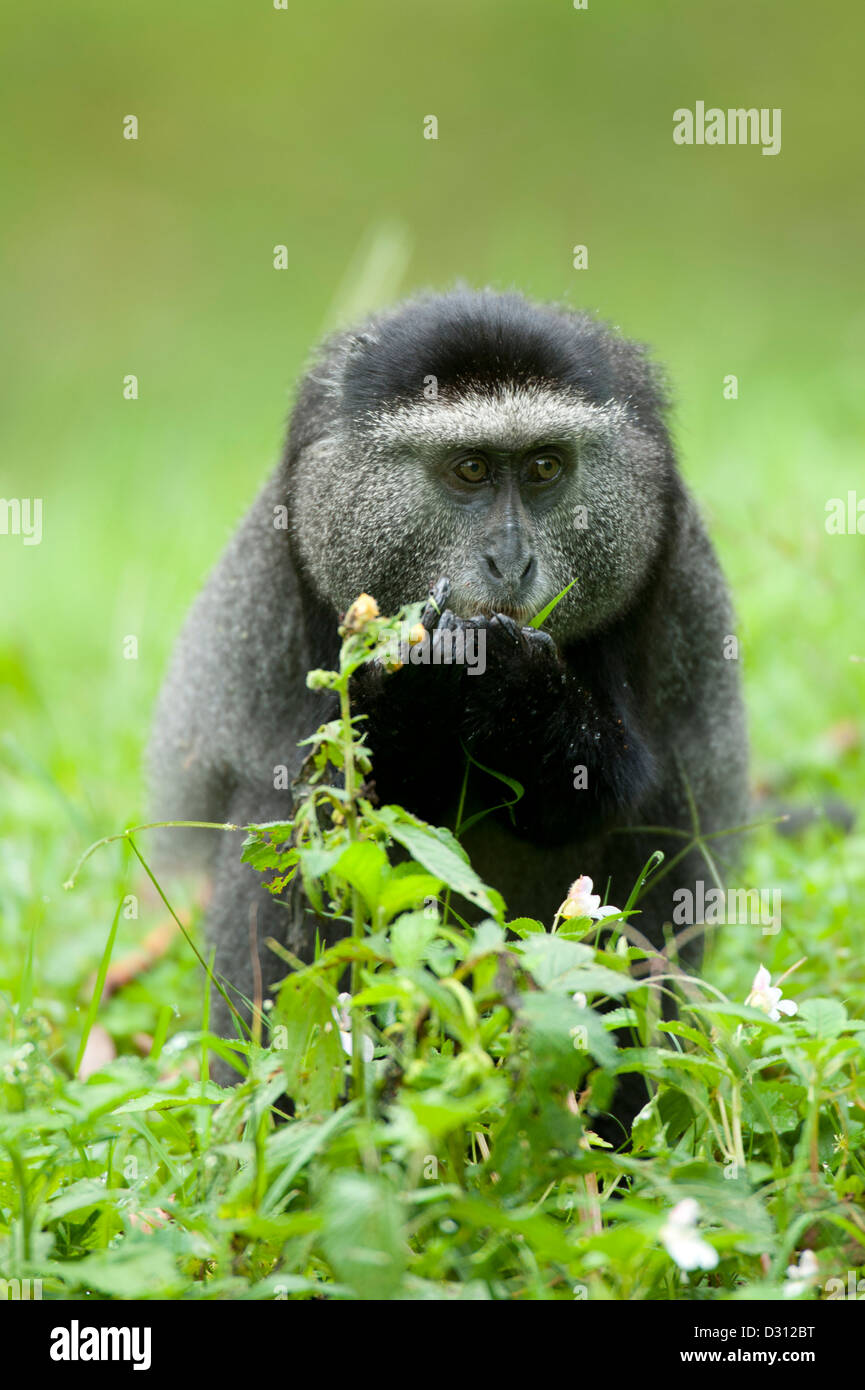 Singe bleu (Cercopithecus mitis), Kakamega Forest National Reserve, Kenya Banque D'Images