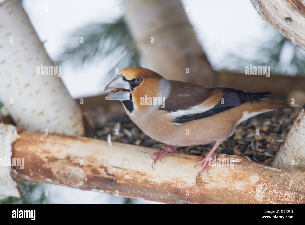 Coccothraustes Hawfinch Kernbeißer Banque D'Images