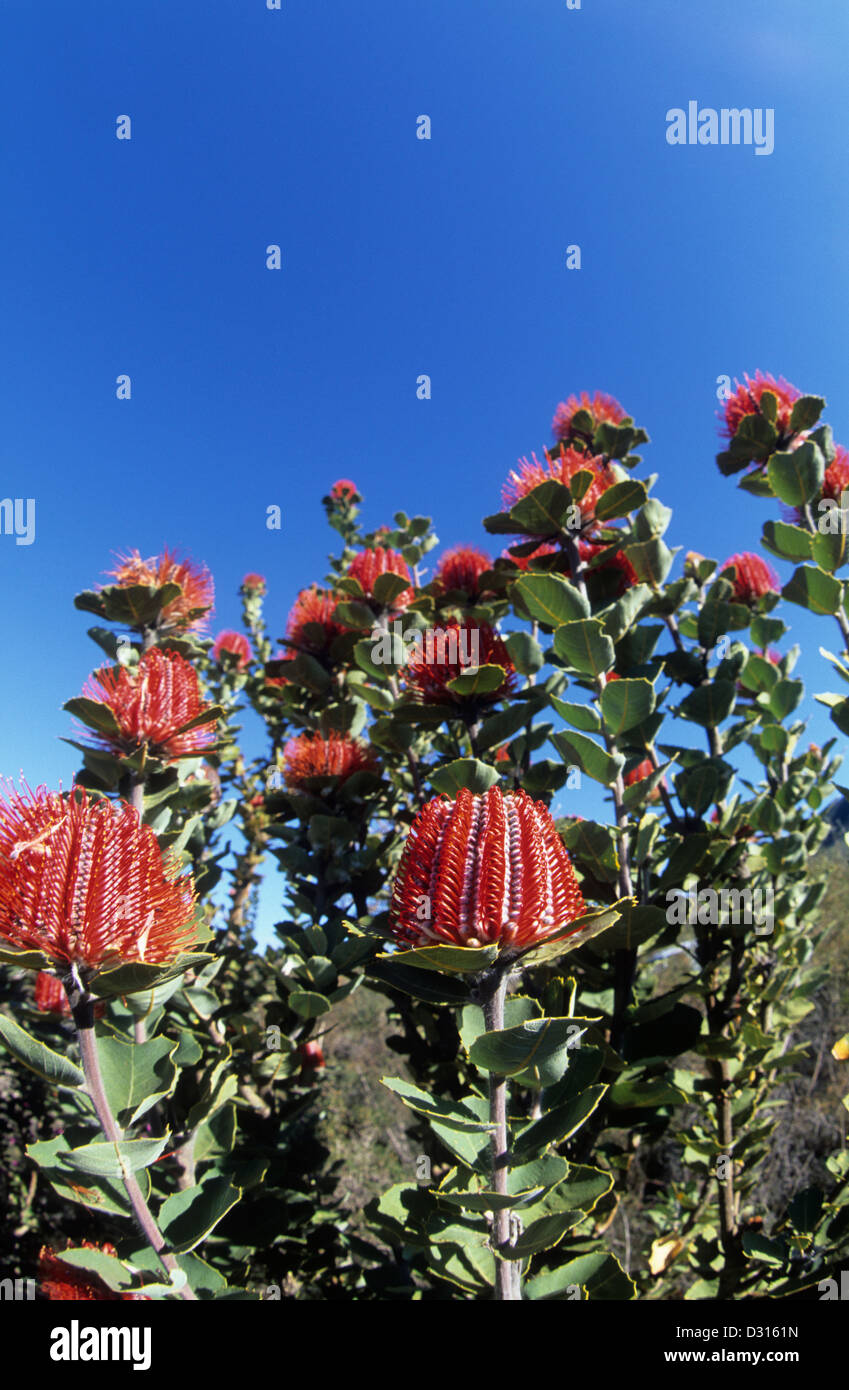 L'Australie, WA, Parc National de Sterling, Banksia écarlate poussent en abondance et sont à leur meilleur au début du printemps. Banque D'Images