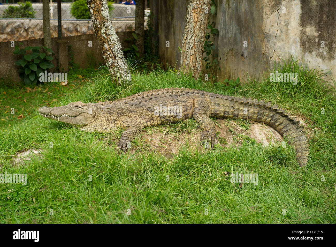 Musée à Kitale Crocodile, Kitale, Kenya Banque D'Images