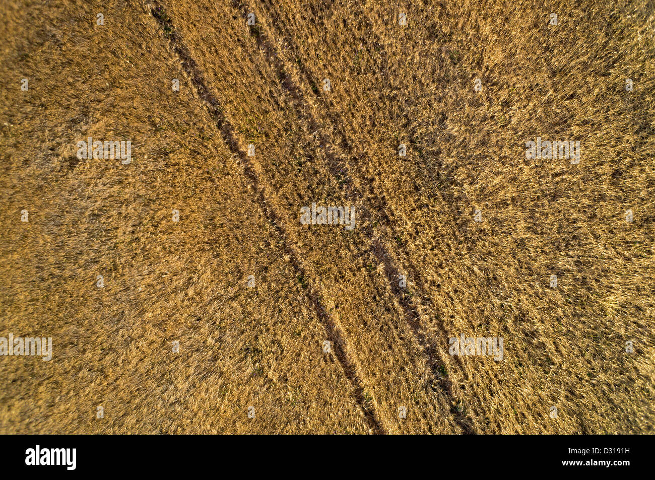 Champ de blé en été, vue aérienne Banque D'Images