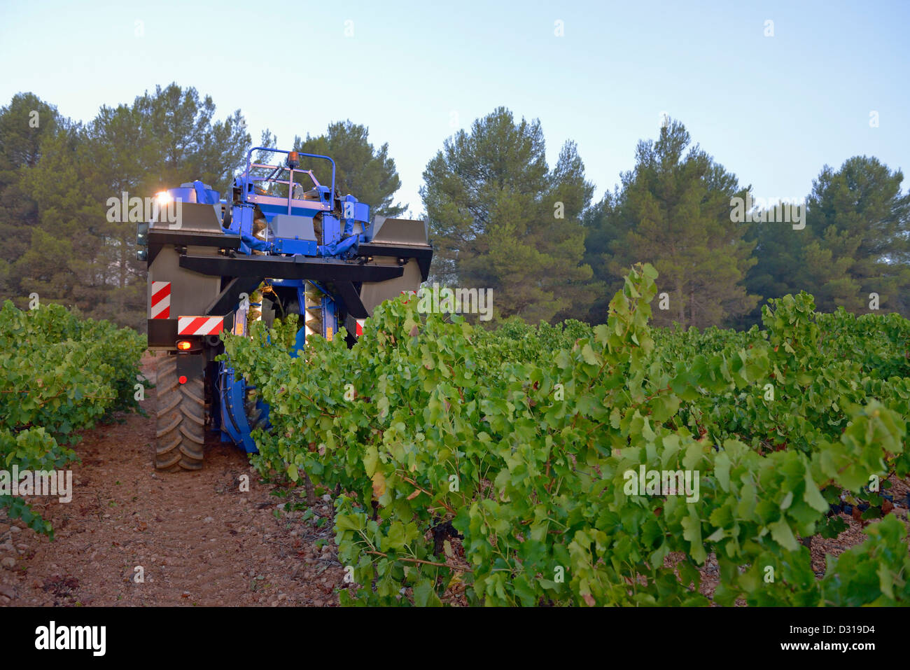 Vendangeuse machine dans les vignes près de la montagne Sainte-Victoire, Trets, vallée du Rhône, France at Dusk Banque D'Images