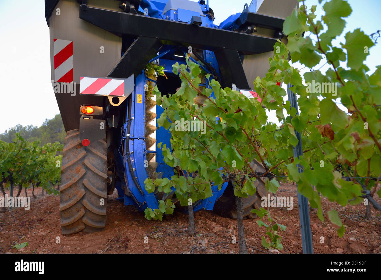 Moissonneuse-batteuse de raisin dans les vignobles de la machine près de la montagne Sainte-Victoire, Trets, région du Rhône, France Banque D'Images