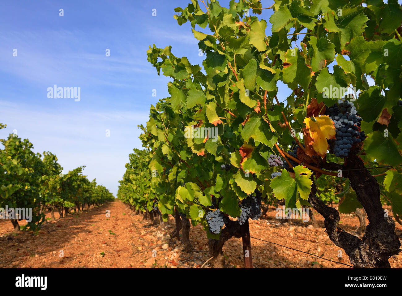 Les raisins noirs de la vigne, Trets, près de Aix-en-Provence, dans les Bouches-du-Rhône, Cote du Rhone, France Banque D'Images