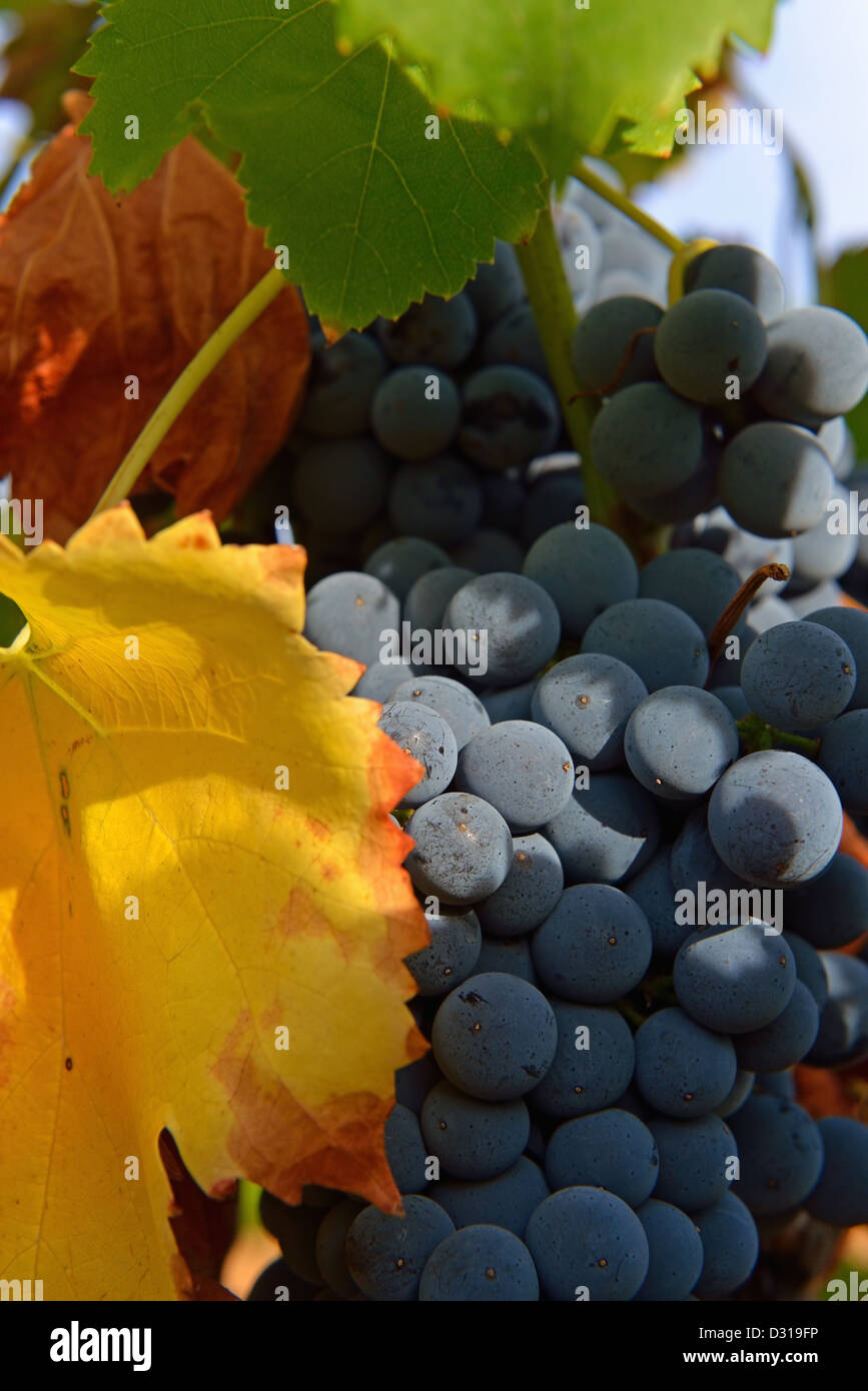 Les raisins noirs dans les vignes juste avant la récolte, en région viticole du Rhône, Trets, France Banque D'Images