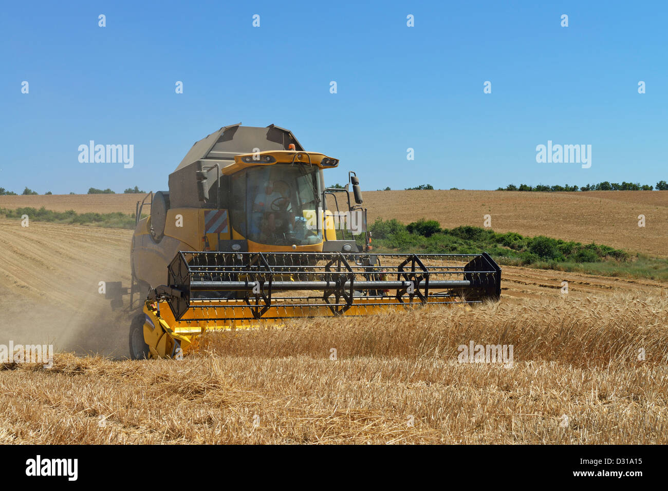 La récolte avec une moissonneuse-batteuse dans un champ de blé en été, Valensole, France Banque D'Images