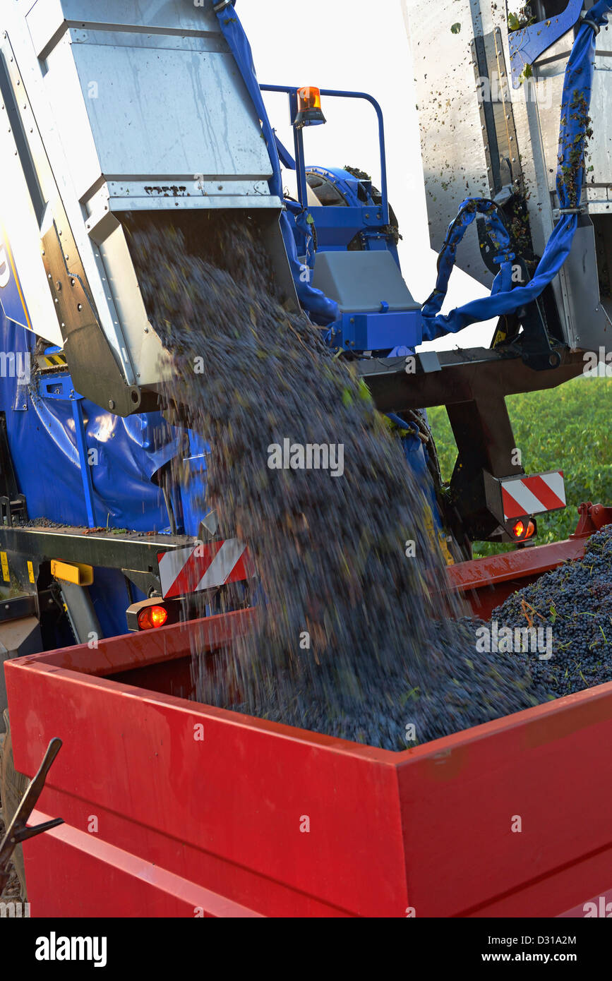 Vendanges des raisins dans les vignobles en vidant la machine près de la montagne Sainte-Victoire, Trets, Cote du Rhone, France Banque D'Images