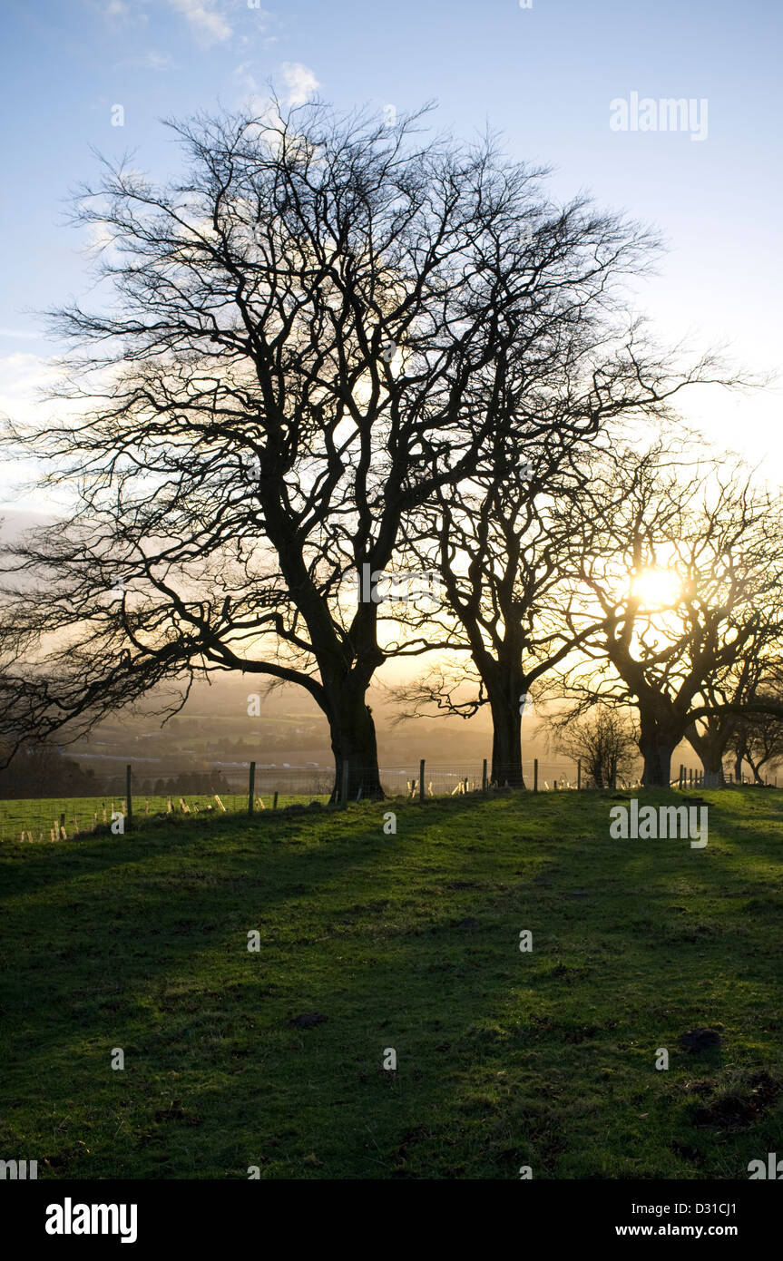 Les hêtres au coucher du soleil le long de la bordure, England, UK Banque D'Images