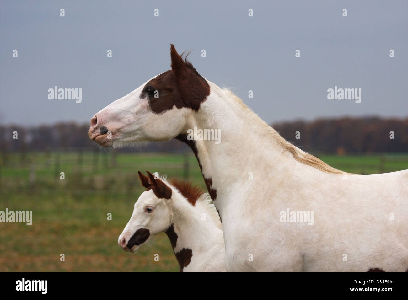 Paint horse jument avec poulain on meadow, Delaware, UNITED STATES Banque D'Images