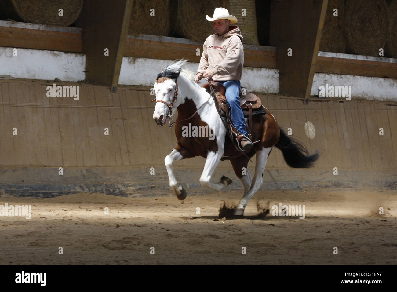Man riding quarter horse en manège, Basse-Saxe, Allemagne Banque D'Images