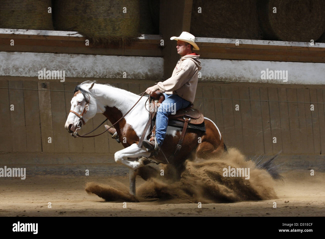 Man riding quarter horse au cours de slidingstop dans manège, Basse-Saxe, Allemagne Banque D'Images